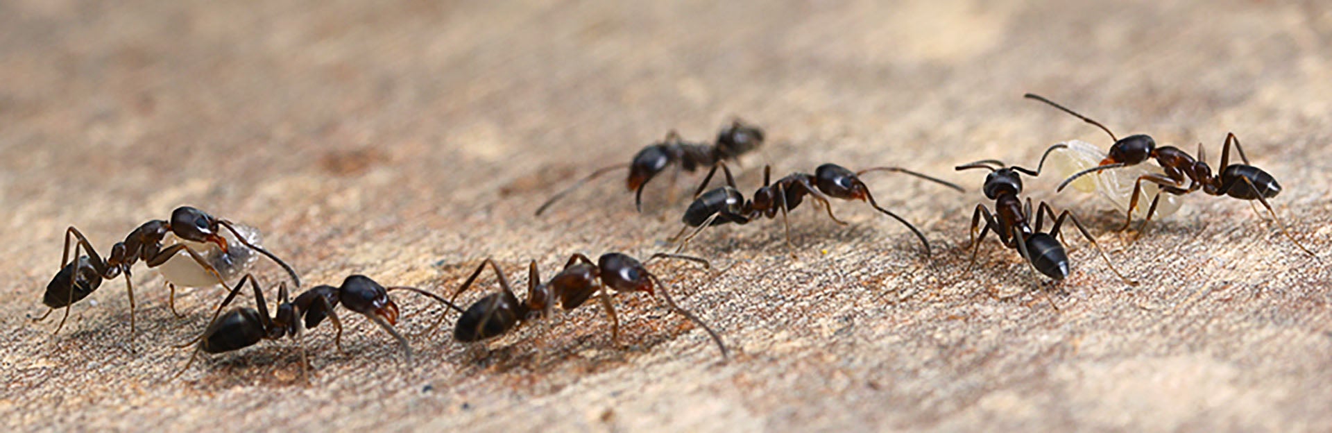 Argentine ants trailing