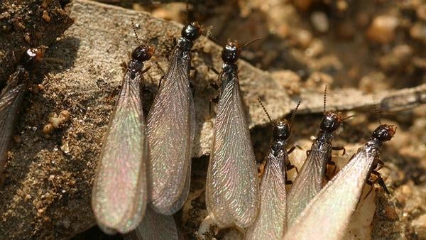 Termites