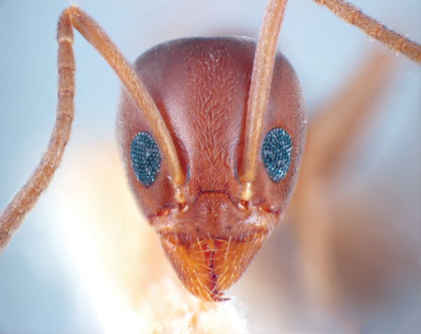 Ant close-up