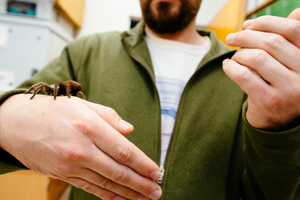 man holding a tarantula