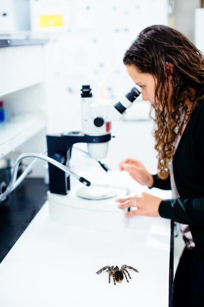 student looking through microscope with tarantula on counter next to her