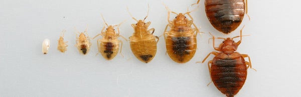 bed bugs 