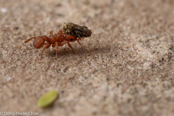 Cyphomyrmex sp. ant