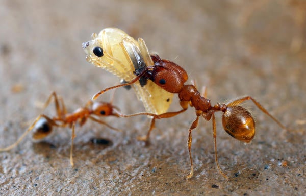 Pheidole ant carrying a pupa