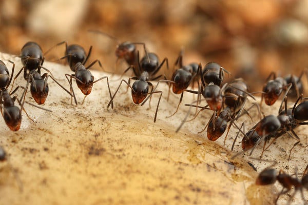 Pyramid ant