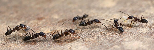 Argentine ants trailing