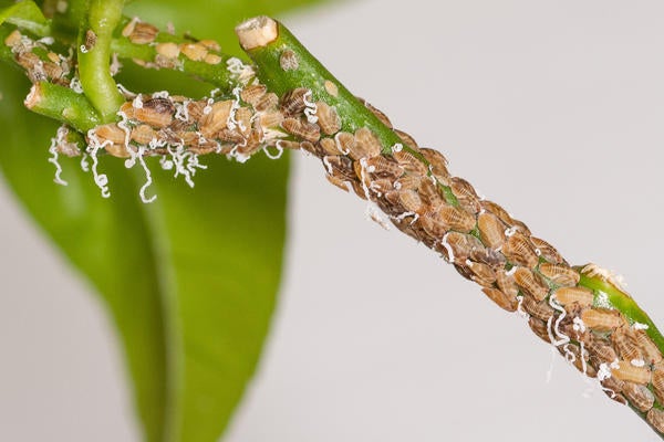 Asian citrus psyllid nymphs on lemon (c) Mike Lewis