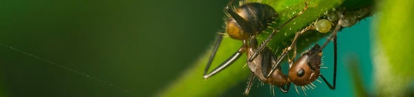 close up of ant on a green leaf (c) pexels