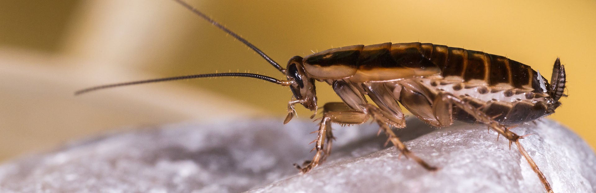 German cockroach
