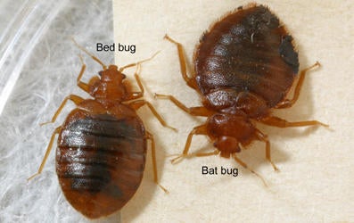 Bat Bug Vs. Bed Bug | Urban Entomology